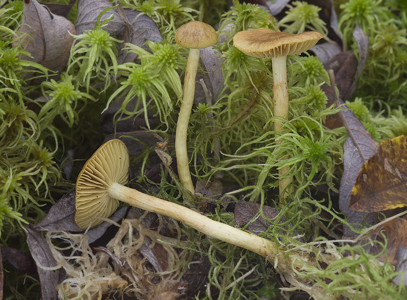 Cortinarius cinnamomeoluteus